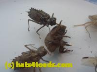 /home//u458753944/public_html/sourcegallery//////////////Insects and small critters/silliness/P1040998.JPG